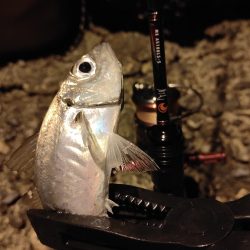 昨日に引き続き