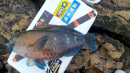 和歌山市江（吉丸渡船）の磯でグレ釣り