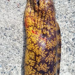 和歌山 御坊の堤防でウツボ釣り