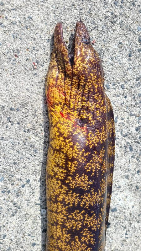 和歌山 御坊の堤防でウツボ釣り