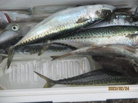 黒ムツ、アジ、サバ