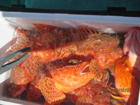 鬼カサゴ、アジ、サバ