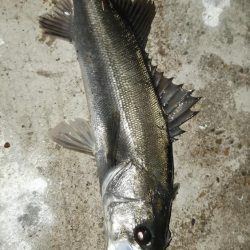 深夜からまたいってきました