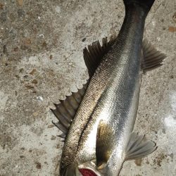 今日も夜遅くから。