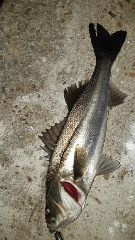 今日も夜遅くから。