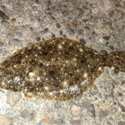 フラットフィッシュ