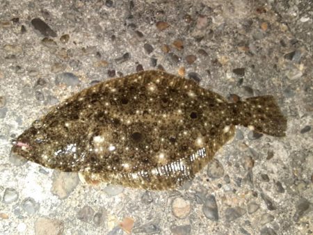 フラットフィッシュ