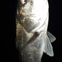 淀川シーバス狙いに