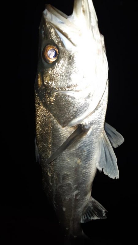 淀川シーバス狙いに