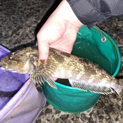 遅ればせながら初釣り