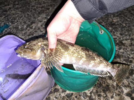 遅ればせながら初釣り