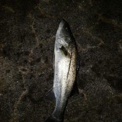 久しぶりの釣り