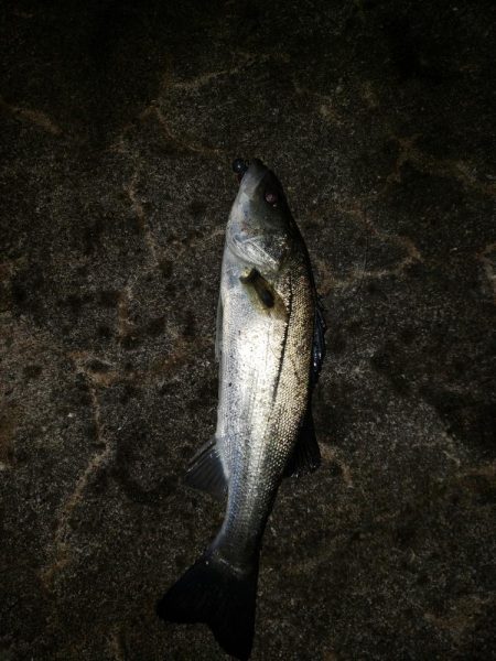 久しぶりの釣り