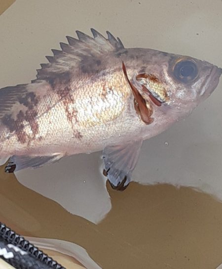 神戸空港でメバル