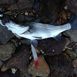 シーバス～メバル