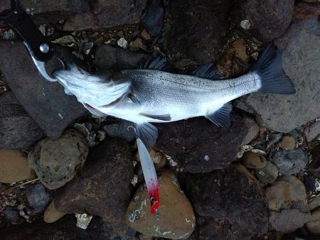 シーバス～メバル