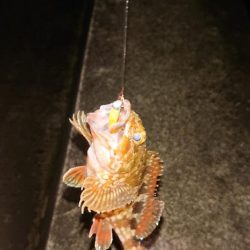 久しぶりのガシラちゃん