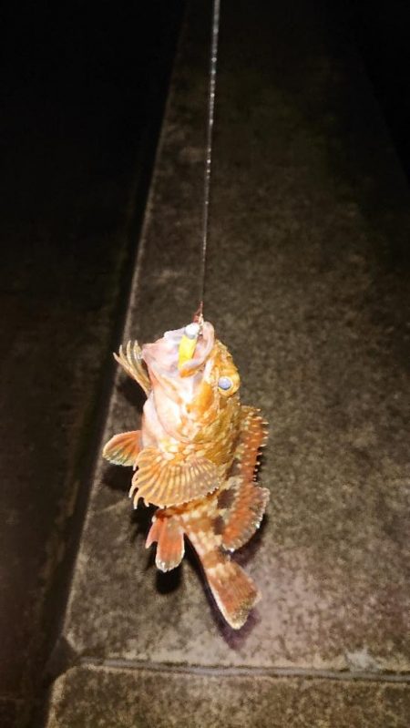 久しぶりのガシラちゃん