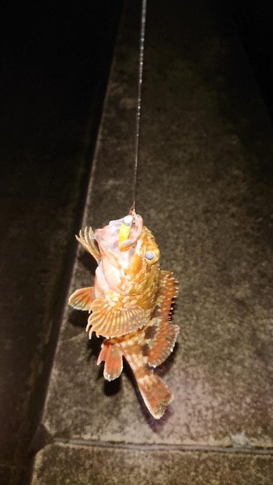 久しぶりのガシラちゃん