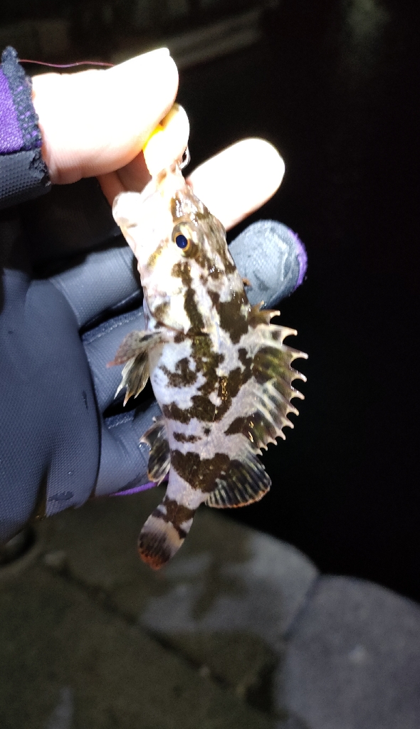 冷たい強風のライトソルト