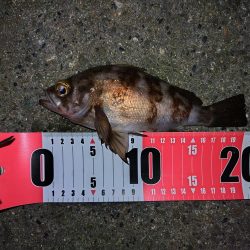 久しぶりの釣行