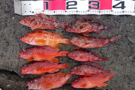 2日連続磯渡しで…