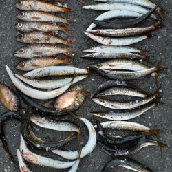 この季節が来たね❗