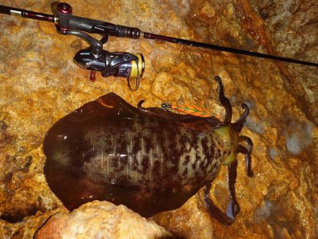 エギングガイドin対馬