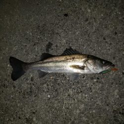 スズキさん久しぶり！