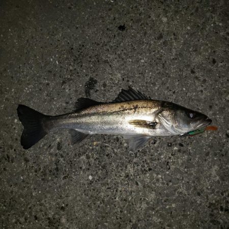 スズキさん久しぶり！