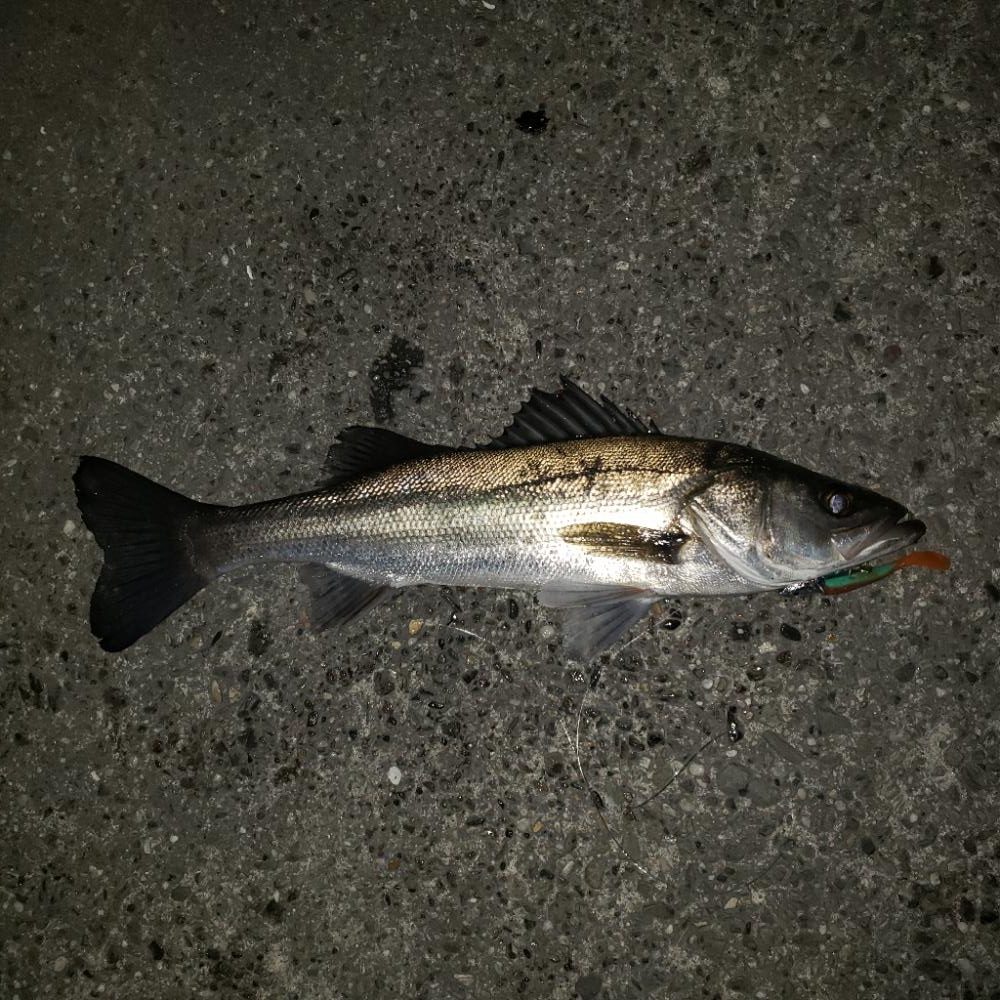 スズキさん久しぶり！