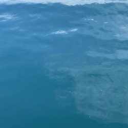 のんびりとサビキ釣り⁈