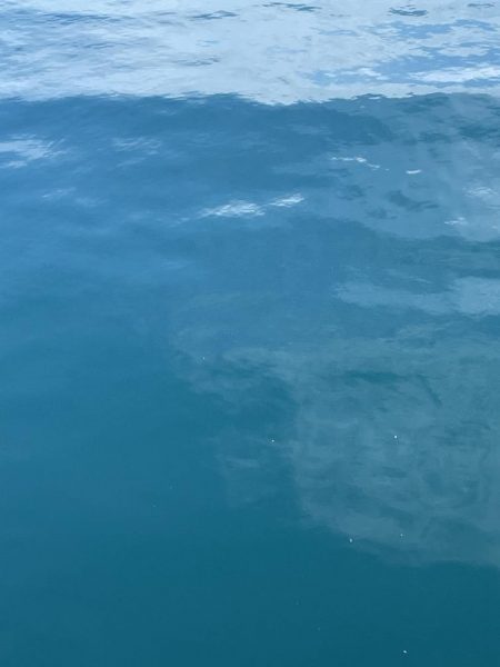 のんびりとサビキ釣り⁈