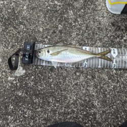 陸っぱり釣行記