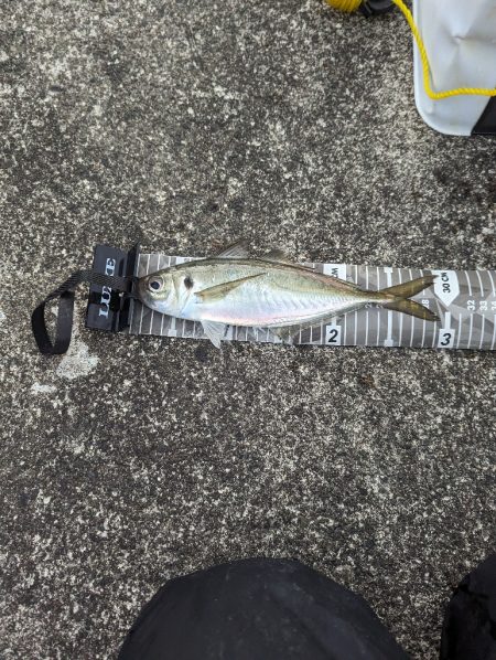 陸っぱり釣行記