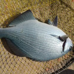 シーズン初沖磯