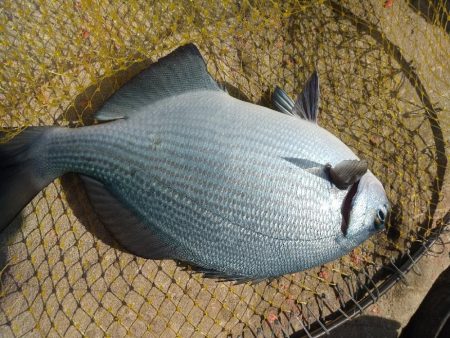 シーズン初沖磯