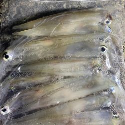 シャローエリアでヤリイカ