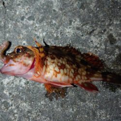 メバル・ガシラ狙い