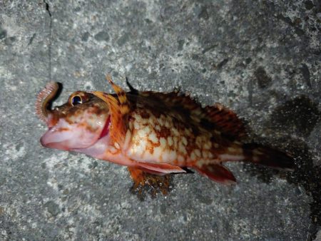 メバル・ガシラ狙い