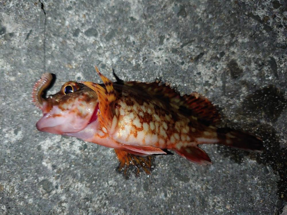 メバル・ガシラ狙い