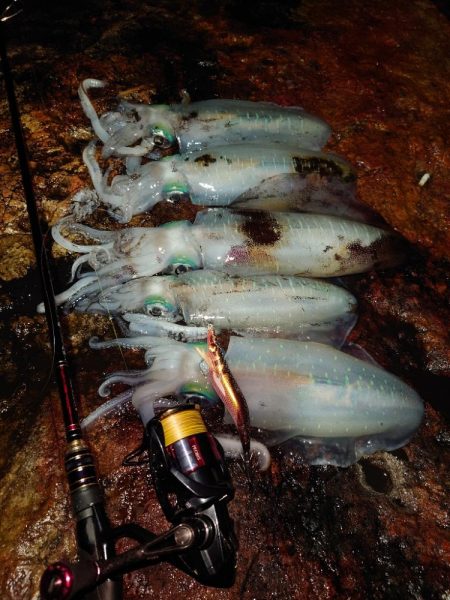 雨風エギングガイドin対馬