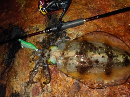 雨風エギングガイドin対馬