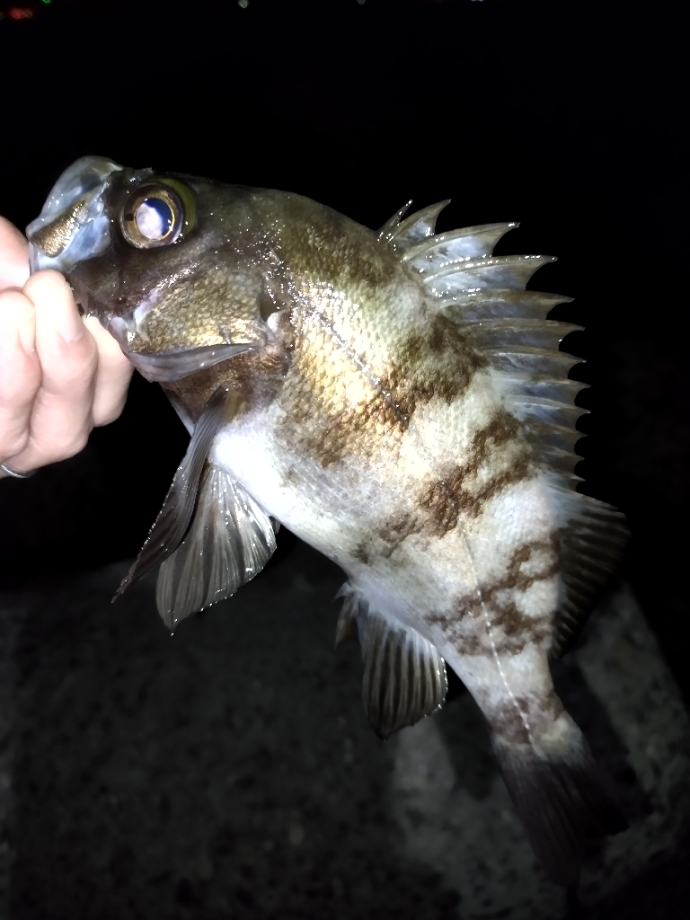 フィッシングショーからの