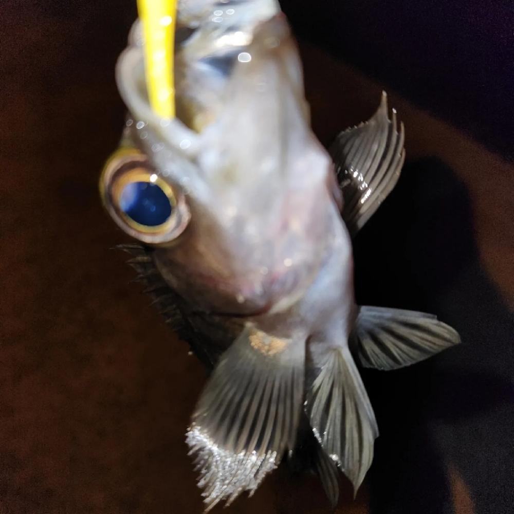 ちょこっとメバリング