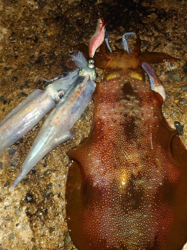 月夜エギングin対馬