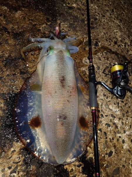 凪エギングin対馬