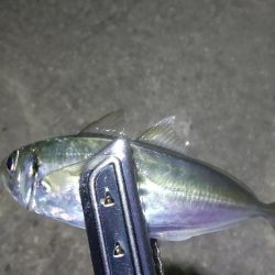 鰯を探しに行ったのに…