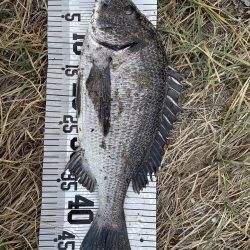 イチノ兄弟（兄）釣果！