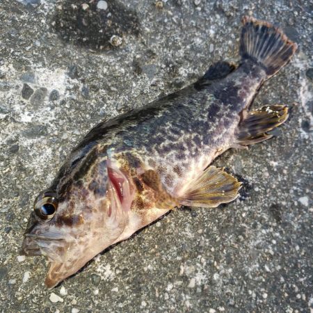 穴釣りも渋い時期